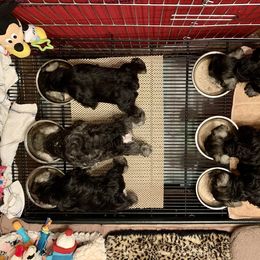 Miniature Schnauzer Puppies from Riversong Miniature Schnauzers