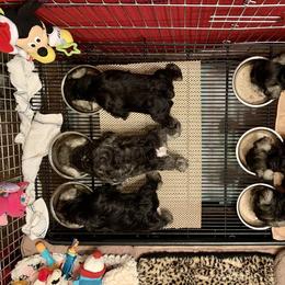 Miniature Schnauzer Puppies from Riversong Miniature Schnauzers