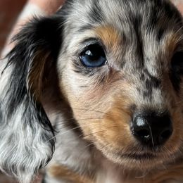 Dachshunds from Oceanside Dachshunds