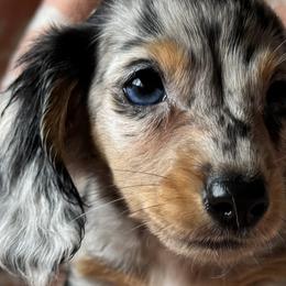 Dachshunds from Oceanside Dachshunds