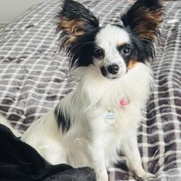 Pixie - Papillon