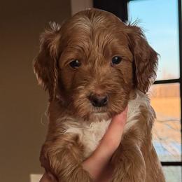 Mr Blue - Apricot male Goldendoodle puppy in Monticello, Indiana from Faithfully Yours Doodles