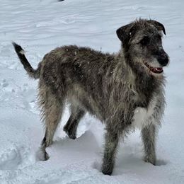 Irish Wolfhounds from Salish Irish Wolfhounds