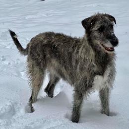 Irish Wolfhounds from Salish Irish Wolfhounds