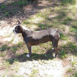 Misty - Boston Terrier