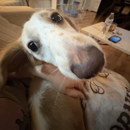 Dachshund All Grown Up from Doxie Bunch
