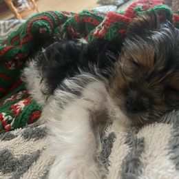 Yorkshire Terrier Puppies from Sweet Fur Babies