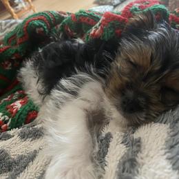 Yorkshire Terrier Puppies from Sweet Fur Babies