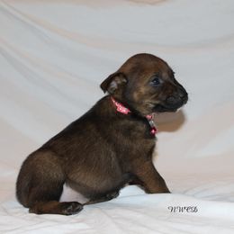 Loretta Lynn - Blue female Australian Cattle Dog puppy in Willamina, Oregon from Cherished Chihuahuas