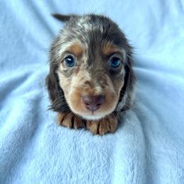 Lady's Darker Dapple Male - Dapple male Dachshund puppy in Rattan, Oklahoma from Burgett’s Barnyard Dachshunds