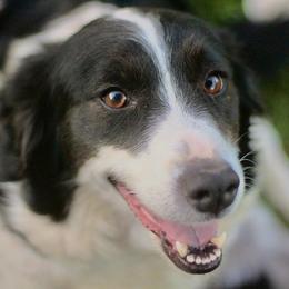 Daisy - Border Collie