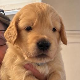 4th pick boy - Golden male Golden Retriever puppy in Fresno, California from Warwick’s Central California Goldens