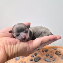 Visenya - Blue female Chihuahua puppy in Silver Summit, Utah from Snow Peak Kennel