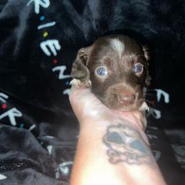 Annie - Piebald female Dachshund puppy in La Junta, Colorado from Royal King’s Mini Dachshunds