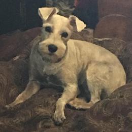 Miniature Schnauzers from Canyon Rose Schnauzers