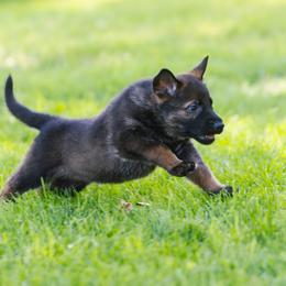 German Shepherd Puppies from Faoladh German Shepherds
