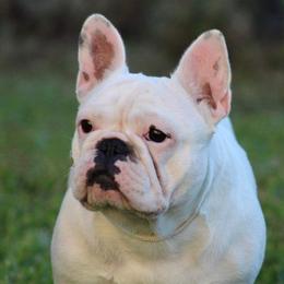 Betty - French Bulldog