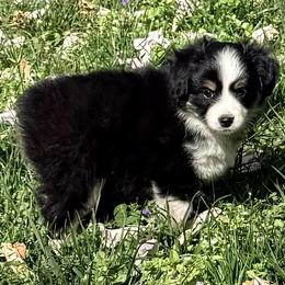 Ray - Black tri male Toy Australian Shepherd puppy in Blacksburg, South Carolina from Blue’s Family Aussies/Rustic Rose Toy Australian Shepherds