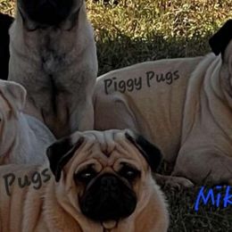 Mike - Pug