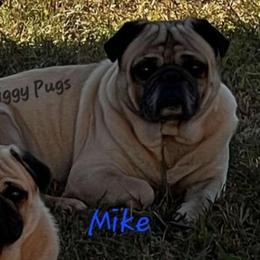 Mike - Pug