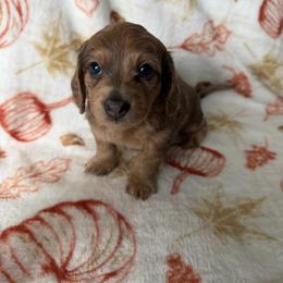 Bernard - Dapple male Dachshund puppy in Brandon, Florida from Knights Dachshunds