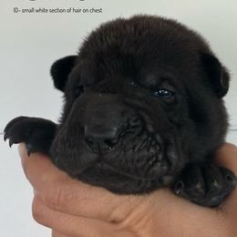 Uno - Black male Chinese Shar-Pei puppy in Chipley, Florida from HapPei House of Wrinkles