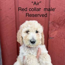 Air - Cream male Poodle puppy in St. Johnsbury, Vermont from Poodles of the Northern Woods