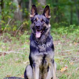 Bresty - German Shepherd