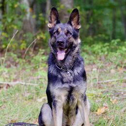 Bresty - German Shepherd