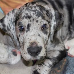 Great Dane Puppies from Ajani's Danes