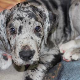 Great Dane Puppies from Ajani's Danes