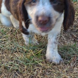 English Springer Spaniel Puppies from Savannah River Springers