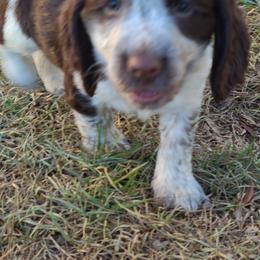 English Springer Spaniel Puppies from Savannah River Springers