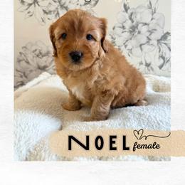 Noel - Apricot female Australian Labradoodle puppy in Mendon, Massachusetts from New England Labradoodles