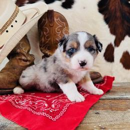 SAVANNAH - Blue merle female Australian Shepherd puppy in Durand, Wisconsin from Larson’s Legacy Aussome Aussie Kennels
