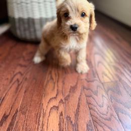 Skeeter - Buff and white male Cockapoo puppy in Alexandria, Alabama from Bright and Beautiful Cockapoos and Doodles