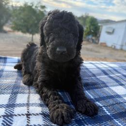 Hades - Black male Poodle puppy in Meadowbrook, California from Standard Poodle Pups