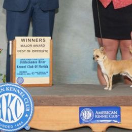 Rufus - Chihuahua