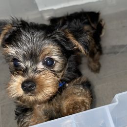 Yorkshire Terrier Puppies from Purple Ribbon Yorkie Kennel