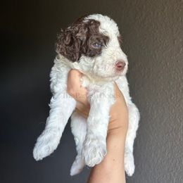 Colin - Parti male Goldendoodle puppy in Aubrey, Texas from The Parrish Doods