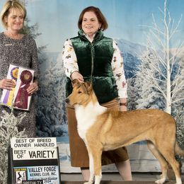 Berger Picards and Collies from Denby Berger Picards and Collies