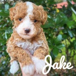 Jake - Red  male Poodle puppy in Orlando, Florida from Denise’s Puppies