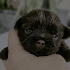 Tbd 2 - Liver male Shorkie puppy in Idaho from Little Rascal Ranch