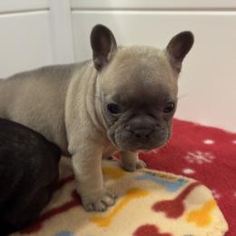 Ivy- Blue fawn girl 2 - Blue fawn female French Bulldog puppy in Grand Praire, Texas from Von Darr Kennels