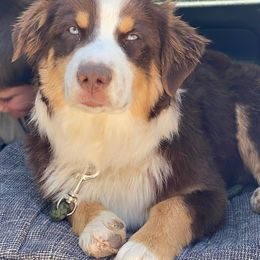 Aussiedoodle and Australian Shepherd All Grown Up from Zia Desert Aussies