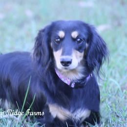 Willow - Dachshund