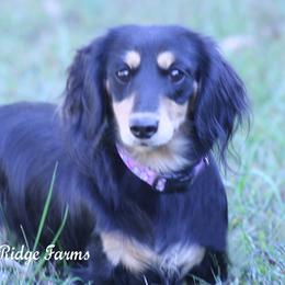 Willow - Dachshund