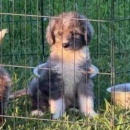 Briar - Blue merle male Aussiedoodle puppy in Ambrose, Georgia from Brandilyn's Aussies