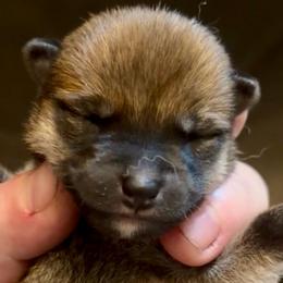 Stuart Little - Red male Shiba Inu puppy in Clewiston, Florida from Animal Farm Shiba Inus & Mameshibas