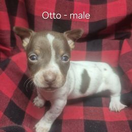 Otto - White and chocolate male Teddy Roosevelt Terrier puppy in Murray, Kentucky from Froschwald German Shepherds and Xanadu Teddy Roosevelt Terriers